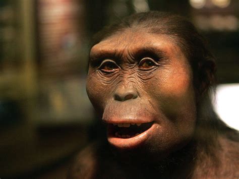 lucy the ape - facts about lucy the hominid.